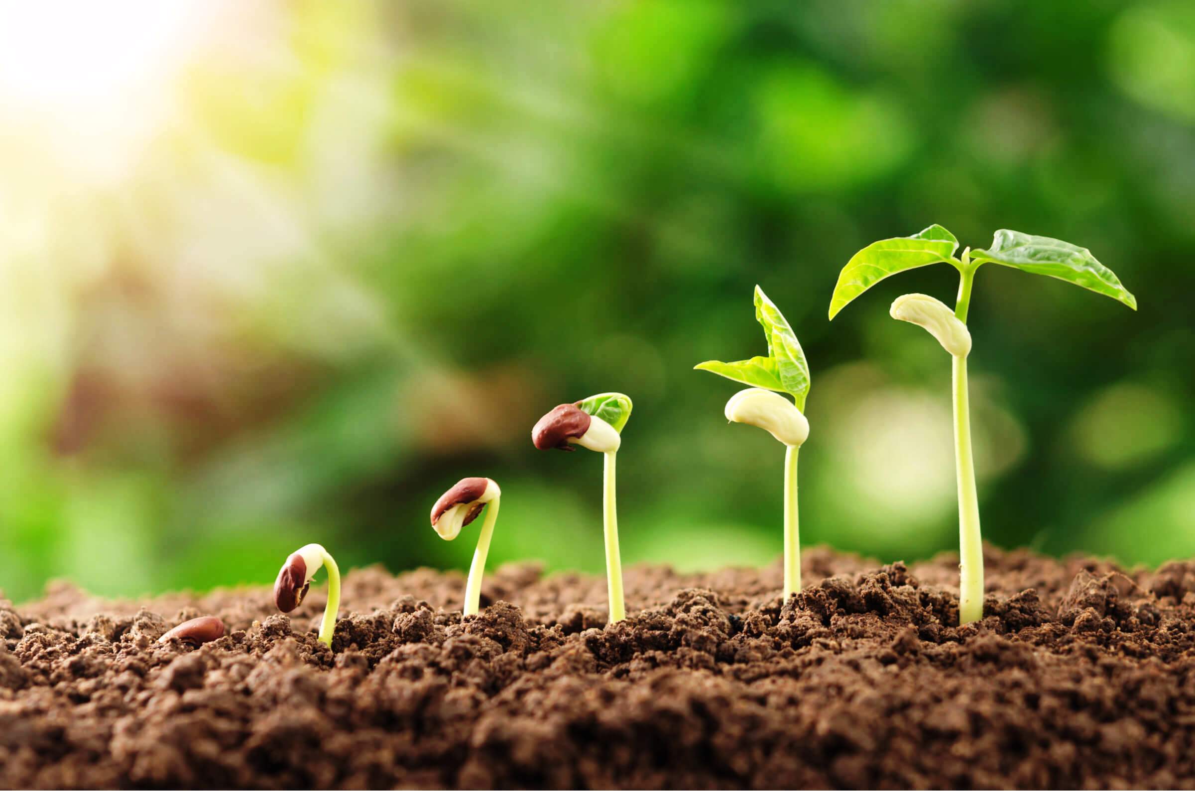 Етапи росту рослини